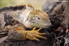 Drusenkopf (Conolophus subcristatus) auf Plaza Sur, Galápagos, Ecuador