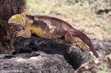 Drusenkopf (Conolophus subcristatus) auf Plaza Sur, Galápagos, Ecuador