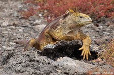 Drusenkopf (Conolophus subcristatus) auf Plaza Sur, Galápagos, Ecuador