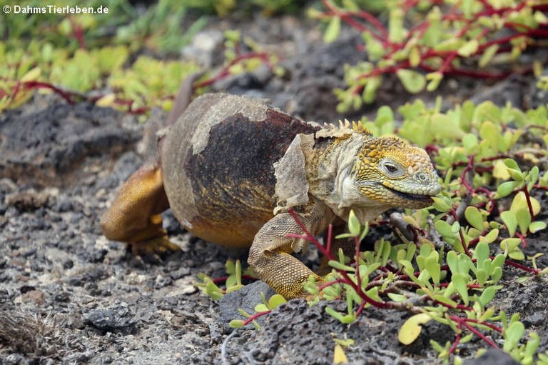 Conolophus subcristatus