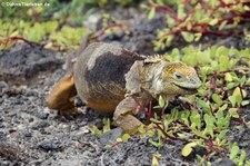 Drusenkopf (Conolophus subcristatus) auf Plaza Sur, Galápagos, Ecuador