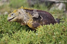 Drusenkopf (Conolophus subcristatus) auf Plaza Sur, Galápagos, Ecuador