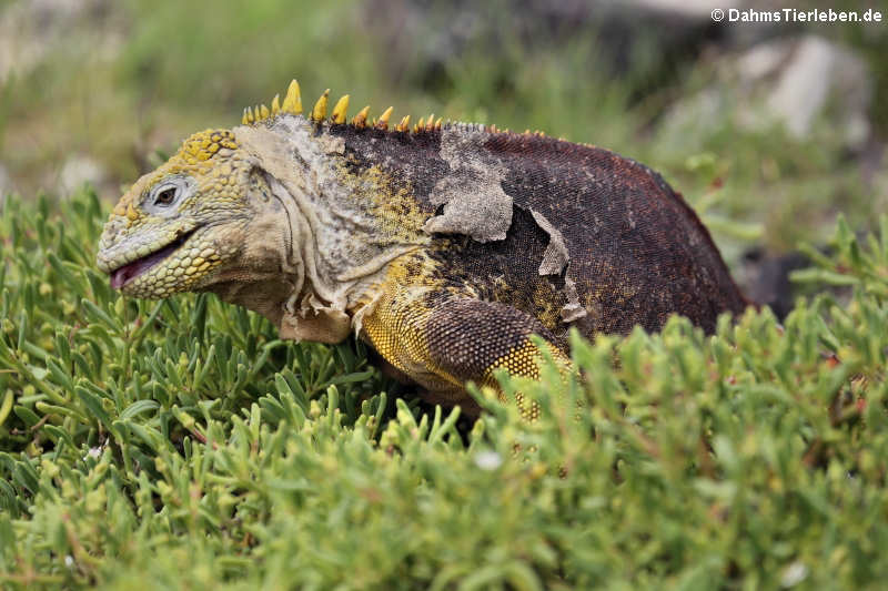 Drusenkopf Conolophus subcristatus-8