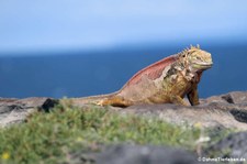 Drusenkopf (Conolophus subcristatus) auf Plaza Sur, Galápagos, Ecuador