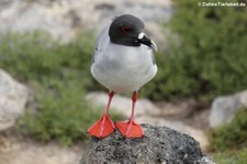 Gabelschwanzmöwe (Creagrus furcatus) von der Insel Plaza Sur, Galápagos, Ecuador