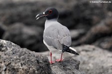 Gabelschwanzmöwe (Creagrus furcatus) von der Insel Plaza Sur, Galápagos, Ecuador