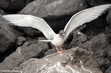 Gabelschwanzmöwe (Creagrus furcatus) von der Insel Plaza Sur, Galápagos, Ecuador