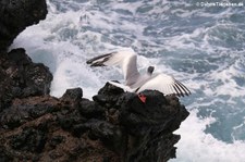 Gabelschwanzmöwe (Creagrus furcatus) von der Insel Plaza Sur, Galápagos, Ecuador