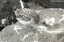 Junge Gabelschwanzmöwe (Creagrus furcatus) von der Insel Plaza Sur, Galápagos, Ecuador