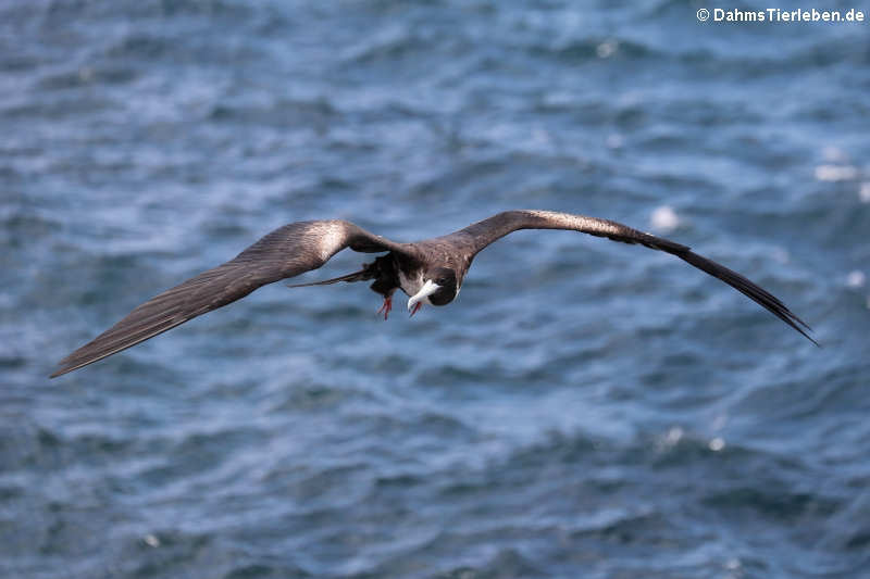 Bindenfregattvogel Fregata minor ridgwayi-1