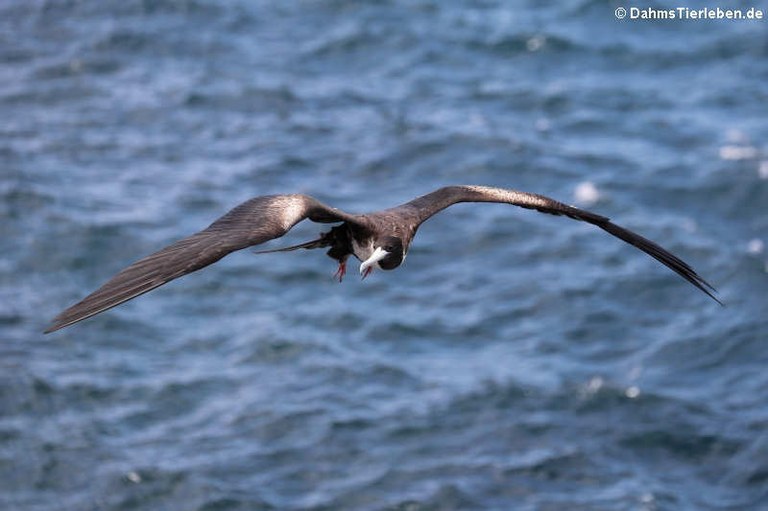 Fregata minor ridgwayi