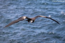 Bindenfregattvogel (Fregata minor ridgwayi) auf Plazas, Galápagos, Ecuador