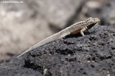 Galapagos Lavaechse (Microlophus albemarlensis) von der Galápagos-Insel Plaza Sur