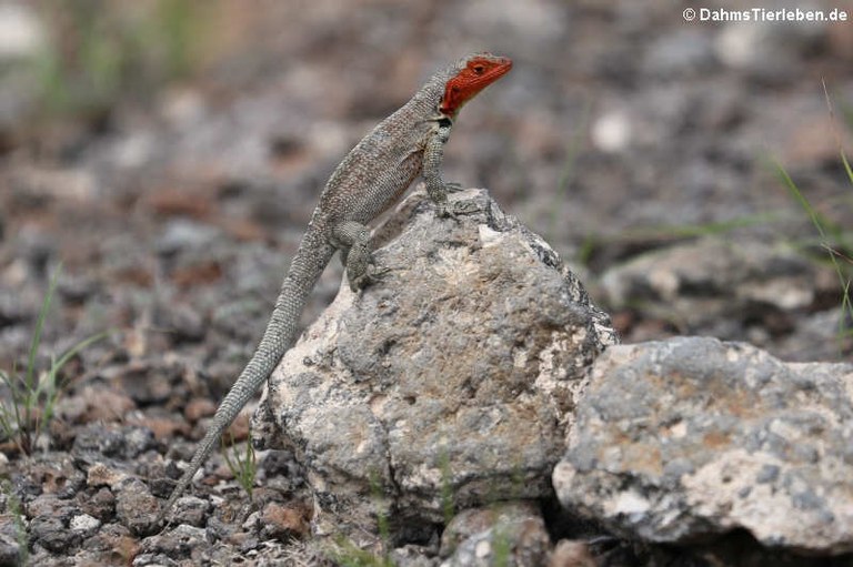 Microlophus albemarlensis