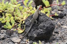 Galapagos Lavaechse (Microlophus albemarlensis) von der Galápagos-Insel Plaza Sur