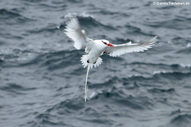 Phaethon aethereus-2