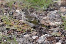 Mangrovebaum-Waldsänger (Setophaga petechia aureola), Plaza Sur, Galápagos, Ecuador