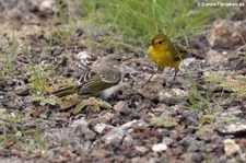 Mangrovebaum-Waldsänger (Setophaga petechia aureola), Plaza Sur, Galápagos, Ecuador