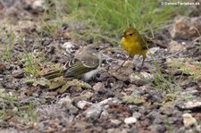 Mangrovebaum-Waldsänger (Setophaga petechia aureola), Plaza Sur, Galápagos, Ecuador