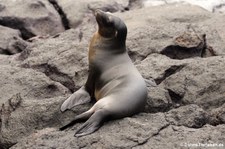 Galápagos-Seelöwe (Zalophus wollebaeki) auf Plaza Sur, Galápagos, Ecuador