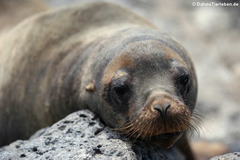 Zalophus wollebaeki