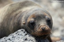 Galápagos-Seelöwe (Zalophus wollebaeki) auf Plaza Sur, Galápagos, Ecuador