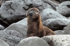 Galápagos-Seelöwe (Zalophus wollebaeki) auf Plaza Sur, Galápagos, Ecuador