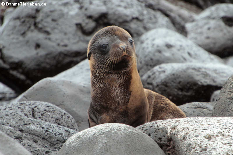 Galápagos-Seelöwe "Zalophus