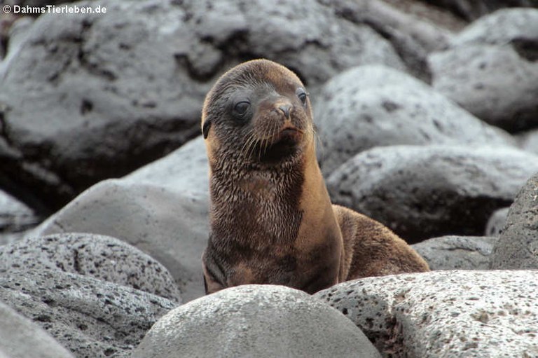 Zalophus wollebaeki