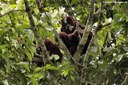 Alouatta seniculus