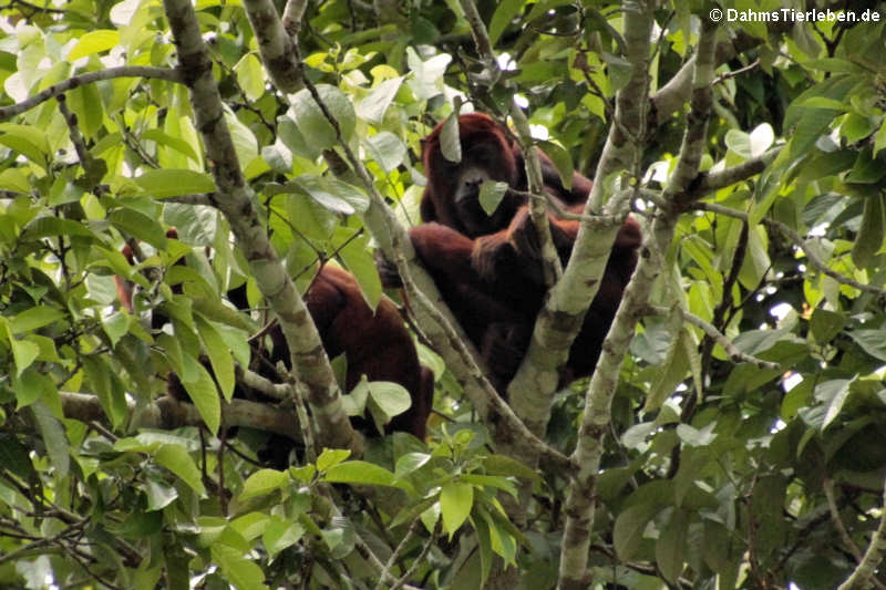 Alouatta seniculus