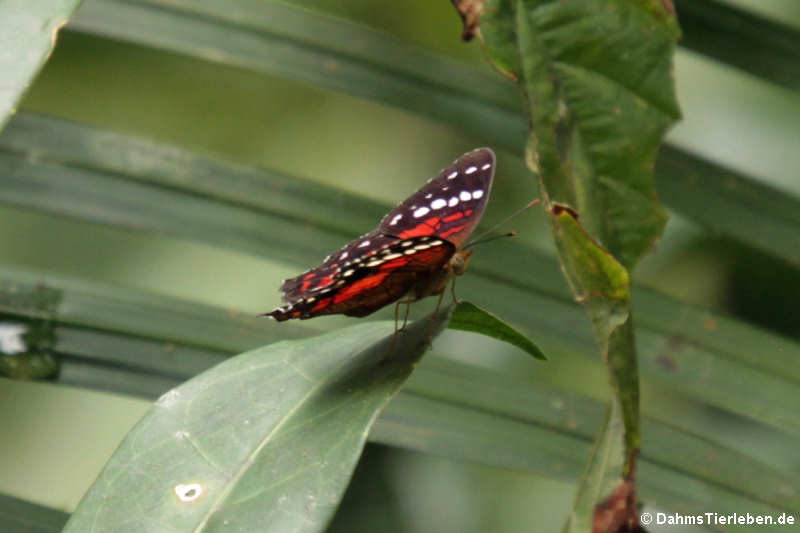 Anartia amathea-2