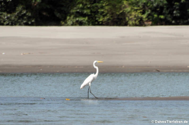 Silberreiher (Ardea alba egretta)