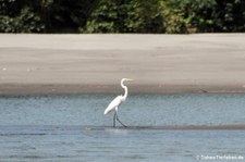 Silberreiher (Ardea alba egretta) am Rio Napo in Ecuador