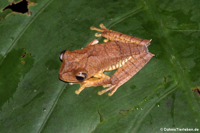 Boana calcarata