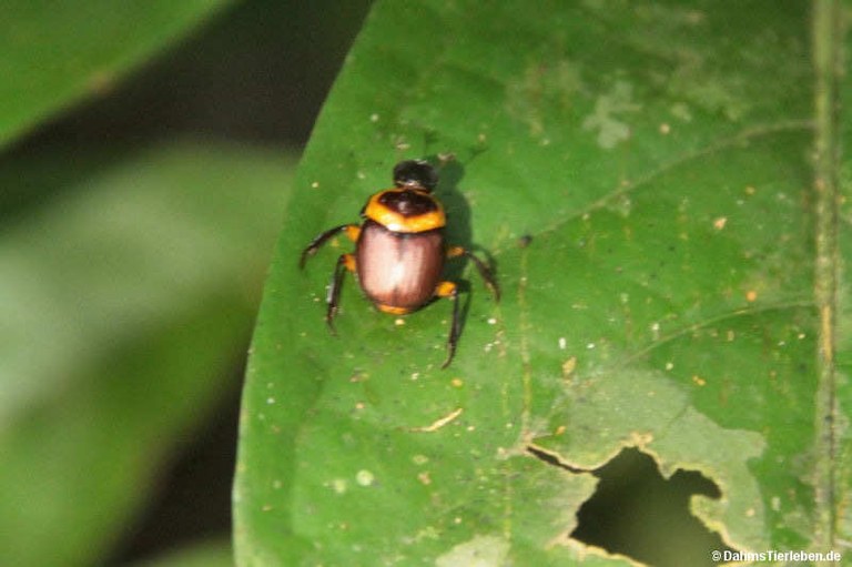 Canthon luteicollis