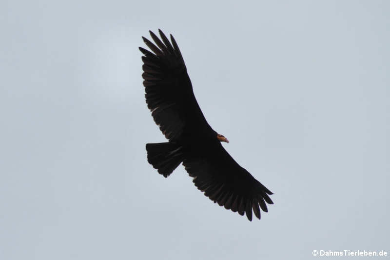 Cathartes melambrotus