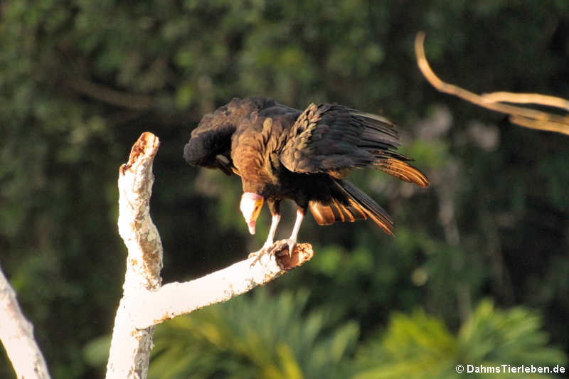 Cathartes melambrotus