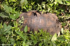 Waldschildkröte (Chelonoidis denticulatus) auf dem Gebiet der Sacha Lodge, nahe des Rio Napo in Ecuador