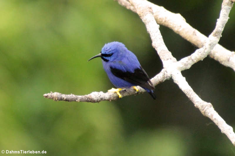 Cyanerpes caeruleus