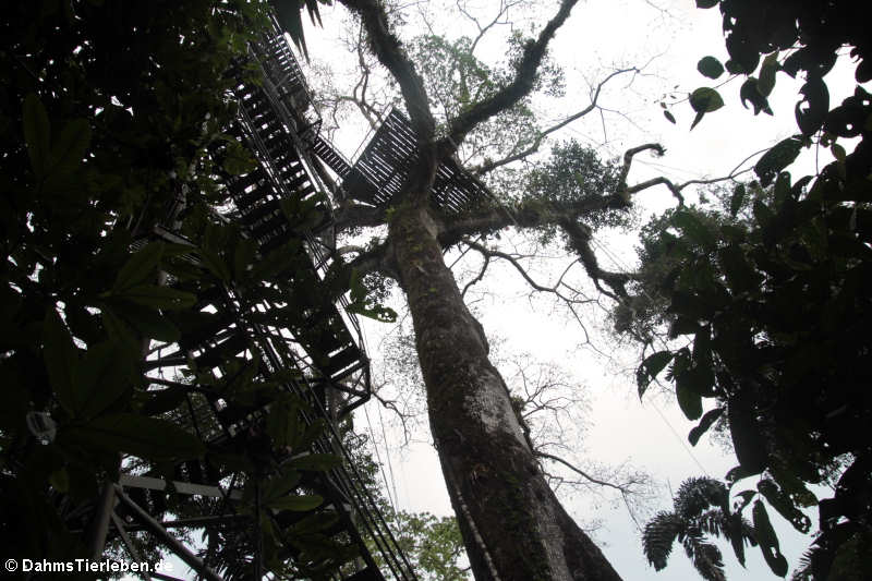 Blick hinauf zur Aussichtsplattform im Kapokbaum
