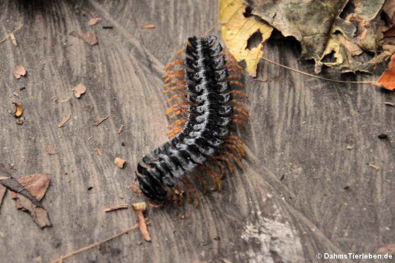 Myriapoda