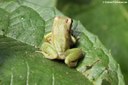 Pristimantis limoncochensis