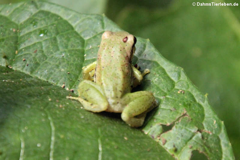 Pristimantis limoncochensis