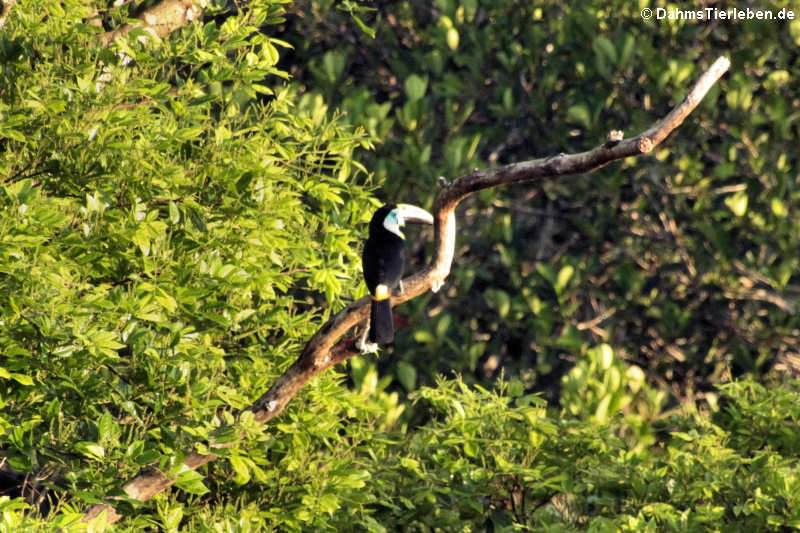 Ramphastos tucanus