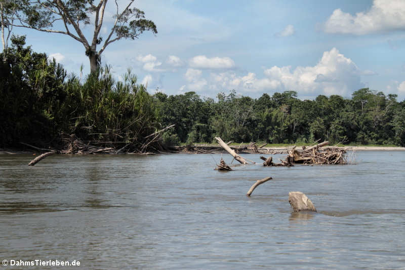 Rio Napo