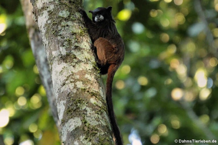 Leontocebus nigricollis