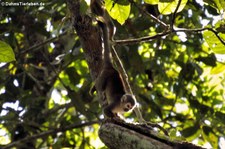 Gewöhnlicher Totenkopfaffe (Saimiri sciureus) auf dem Gebiet der Sacha Lodge, nahe des Rio Napo in Ecuador