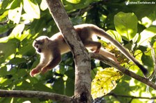 Gewöhnlicher Totenkopfaffe (Saimiri sciureus) auf dem Gebiet der Sacha Lodge, nahe des Rio Napo in Ecuador