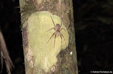 unbekannte Spinne im Nationalpark Yasuní, nahe des Rio Napo in Ecuador